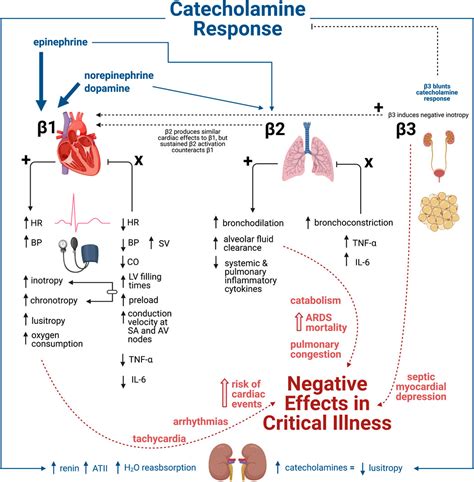alpha and beta receptors chart|Beta agonists in asthma: Acute administration and  .